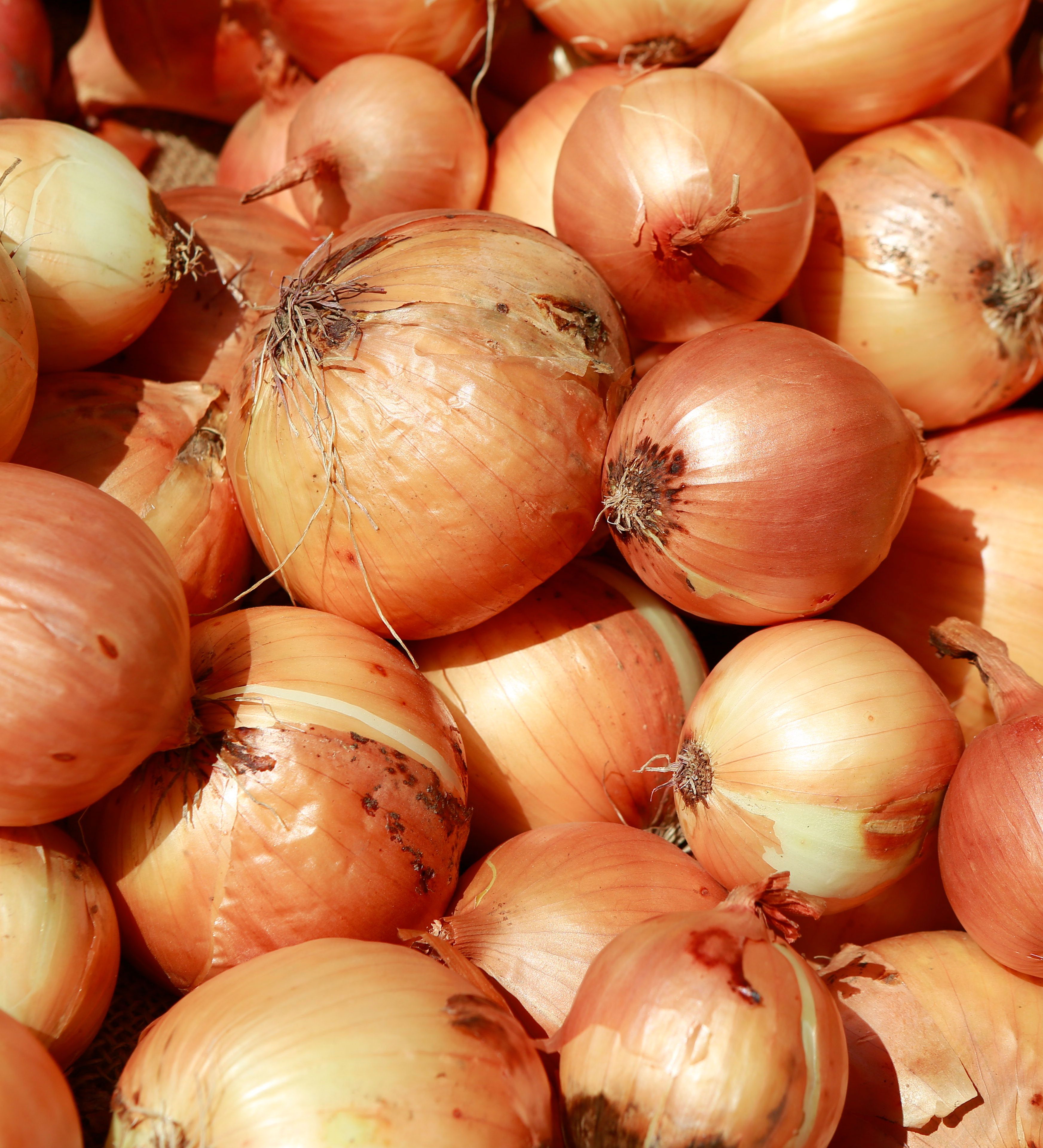 Les oignons